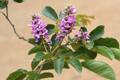 Lonchocarpus sericeus